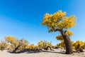 Populus diversifolia against a blue sky