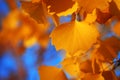 Populus diversifolia leaf close up