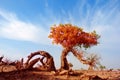 Populus diversifolia tree