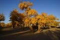 Populus euphratica