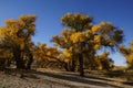 Populus euphratica Royalty Free Stock Photo