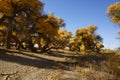 Populus euphratica