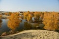 The populus euphratica forest in the desert