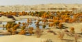 The populus euphratica forest in the desert