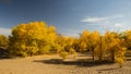 Populus euphratica forest in dessert