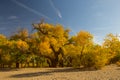 Populus euphratica forest in dessert