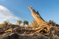 Populus euphratica on gobi desert