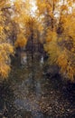 Populus euphratica: the hero tree in the Taklimakan Desert