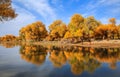 Populus euphratica Royalty Free Stock Photo