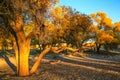 Populus euphratica