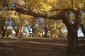Populus euphratica Royalty Free Stock Photo