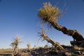 Populus euphratica Royalty Free Stock Photo