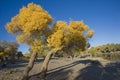 Populus euphratica