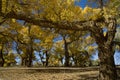 Populus euphratica