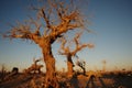 Populus euphratica