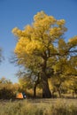 Populus euphratica