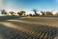 Populus euphratica forest