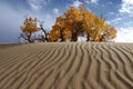 Populus euphratica in Qinghai