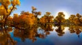 Populus euphratica with Reflection