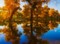 Populus euphratica with Reflection