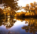 Populus euphratica with Reflection