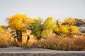 The scenery of the Ejina Desert Poplar Forest in Inner Mongolia, China Royalty Free Stock Photo