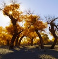 Populus euphratica in sunshine