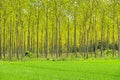 Populus forest Royalty Free Stock Photo