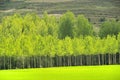 Populus forest