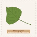 Populus nigra ssp betulifolia - Black poplar