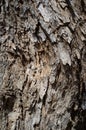 Populus Nigra or Black Poplar Tree Bark or Rhytidome Texture Detail Royalty Free Stock Photo