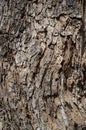 Populus Nigra or Black Poplar Tree Bark or Rhytidome Texture Detail Royalty Free Stock Photo