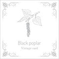 Populus nigra, black poplar. Vintage card.