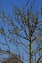 Populus nigra tree with many flowering catkins in the spring sun Royalty Free Stock Photo