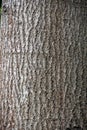 Populus tremula commonly called aspen The trunk of a living tree. bark Royalty Free Stock Photo