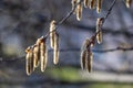 Populus tremula - poplar flowers, the first spring growing on a tree in the background beautiful