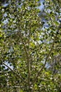 POPULUS TREMULOIDES LEAF - CARSON SIERRA NEVADA - 081121 SO Royalty Free Stock Photo