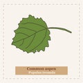 Populus tremura - Common aspen
