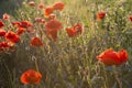 Popy an wheat field Royalty Free Stock Photo