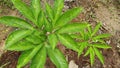 Porang plant Amorphophallus also known as konjac elephant yam konjak, Konjaku, Konnyaku Potato, devil tongue, voodoo lily