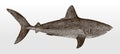 Porbeagle, lamna nasus, a critically endangered shark in side view