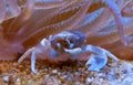 Porcelain Anemone Crab (Neopetrolisthes (Petrolisthes) ohshimai), a crab sits under an anemone in an aquarium