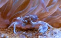Porcelain Anemone Crab (Neopetrolisthes (Petrolisthes) ohshimai), a crab sits under an anemone in an aquarium