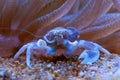 Porcelain Anemone Crab (Neopetrolisthes (Petrolisthes) ohshimai), a crab sits under an anemone in an aquarium