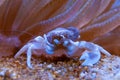 Porcelain Anemone Crab (Neopetrolisthes (Petrolisthes) ohshimai), a crab sits under an anemone in an aquarium