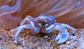 Porcelain Anemone Crab (Neopetrolisthes (Petrolisthes) ohshimai), a crab sits under an anemone in an aquarium