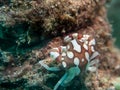 Porcelain Anemone Crab at sea anemone