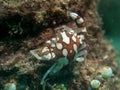 Porcelain Anemone Crab at sea anemone