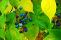 Porcelain Berry. Autumn multi-colored berries.