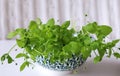 Porcelain bowl with fresh chickweed Stellaria media on a wooden white table. . Young taste very gently with flavor of nuts. You ca Royalty Free Stock Photo